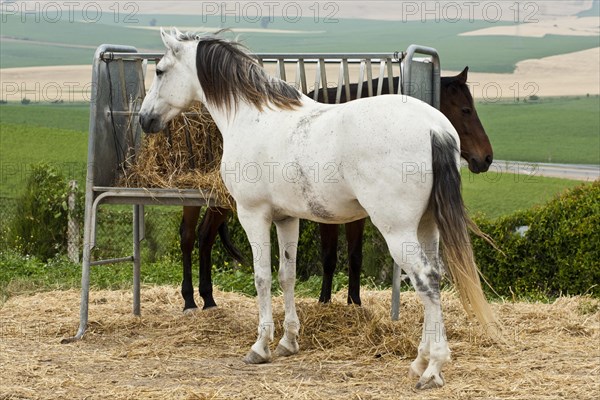 Lusitano horse