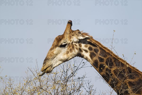 Southern Giraffe (Giraffa camelopardalis giraffa)