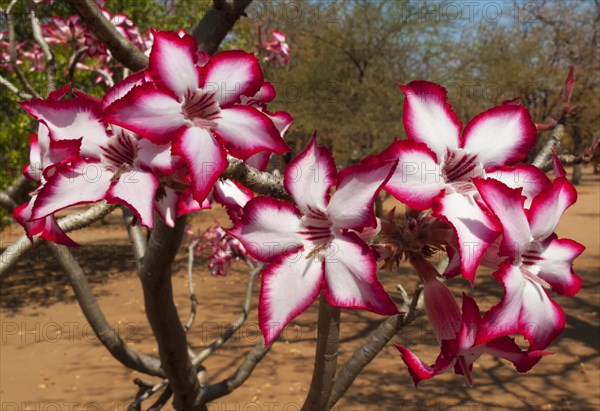 Impala Lily (Adenium multiflorum)