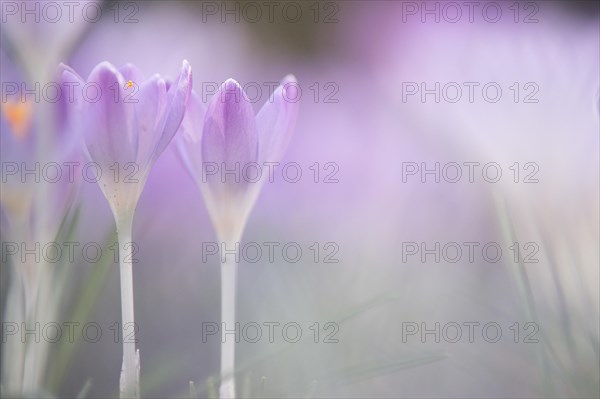 Crocuses (Crocus sp.)