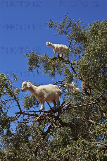 Goats feeding on Argan nuts in an Argan tree