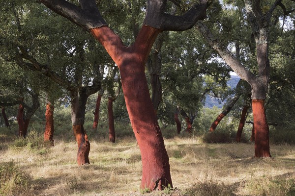 Recently stripped Cork Oaks (Quercus suber) in the Sierra de Grazalema