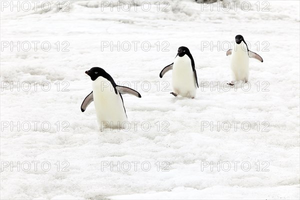 Three Adelie Penguins (Pygoscelis adeliae)