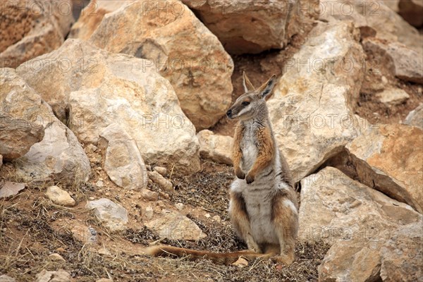 Yellow-footed Rock Wallaby (Petrogale xanthopus)