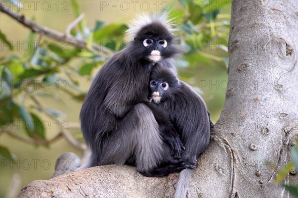 Dusky Leaf Monkeys or Spectacled Langurs (Trachypithecus obscurus)