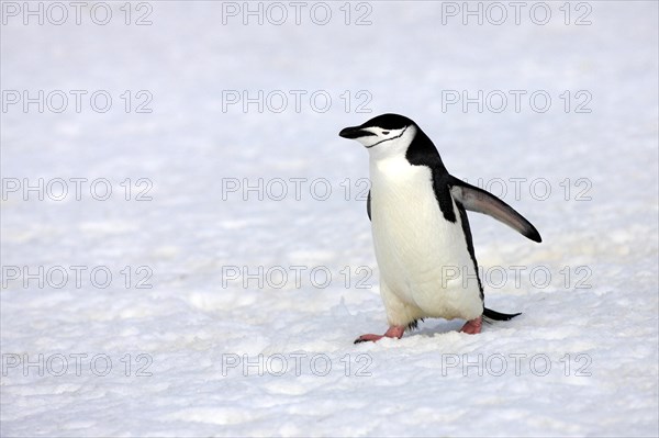 Chinstrap Penguin (Pygoscelis antarctica)