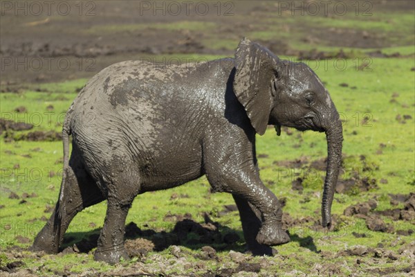 African Elephant (Loxodonta africana)