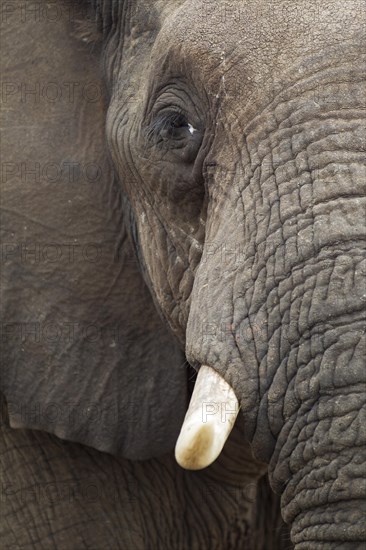 African Elephant (Loxodonta africana)