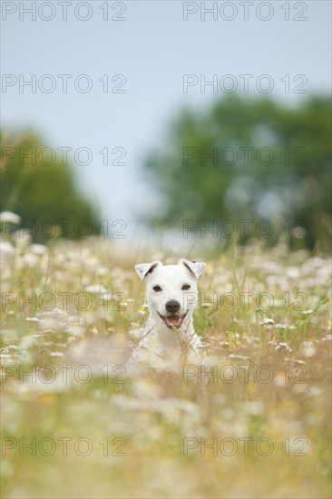 Jack Russell - Parson Russell Terrier