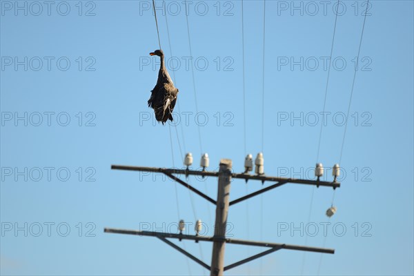 Dead duck hanging on a power line