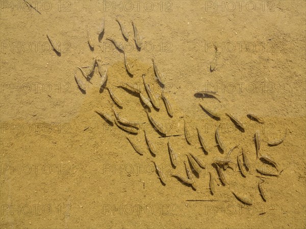 Death Valley pupfish (Cyprinodon salinus salinus)