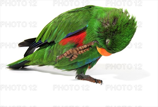 Eclectus Parrot (Eclectus roratus)