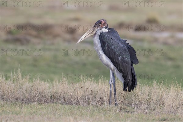 Marabou Stork (Leptoptilos crumeniferus)