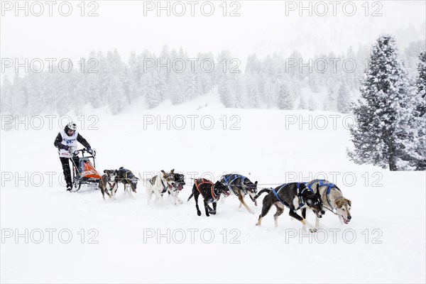 Alpine Trail Sled Dog Race 2013