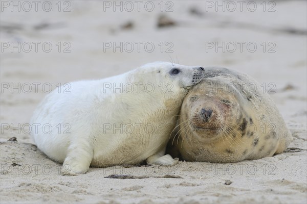 Grey Seals (Halichoerus grypus)