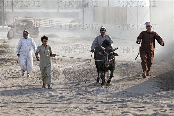 Omanis wearing traditional clothing leading a bull on a leash to a bull fight