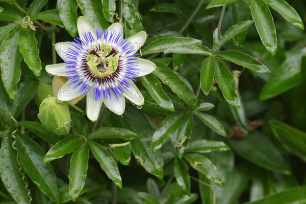 Blue Passion Flower (Passiflora caerulea)