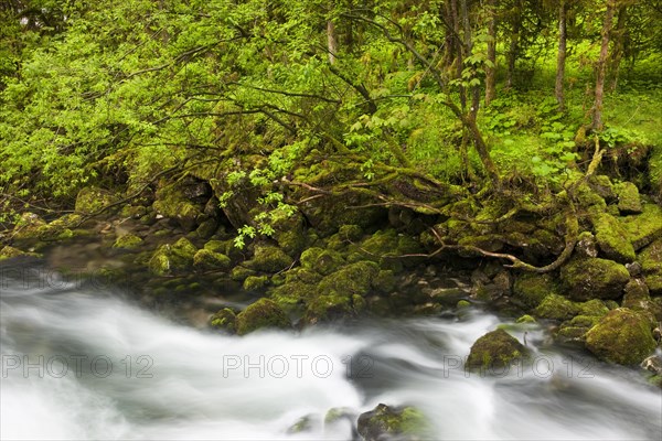 Bach with moss-covered stones