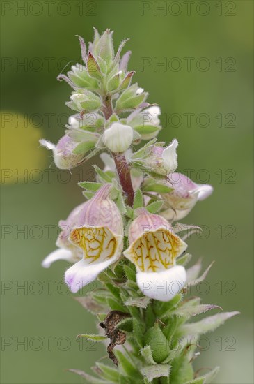 Woolly Foxglove (Digitalis lanata)