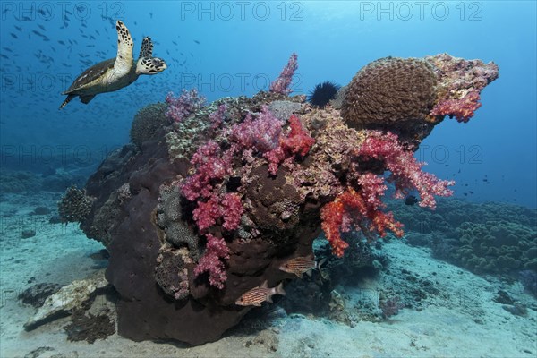 Hawksbill Sea Turtle (Eretmochelys imbricata) swimming over a coral reef