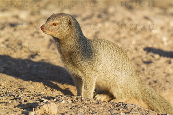 Slender Mongoose (Galerella sanguinea) at its burrow