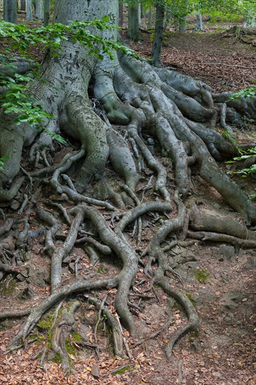 Tree roots of a Beech (Fagus sp.)