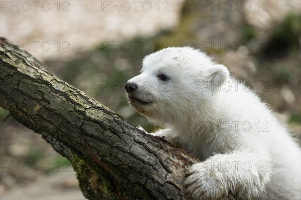 Polar Bear (Ursus maritimus)