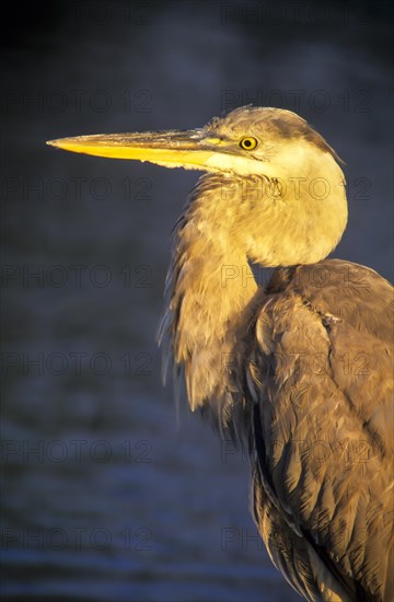 Great Blue Heron (Ardea herodias)