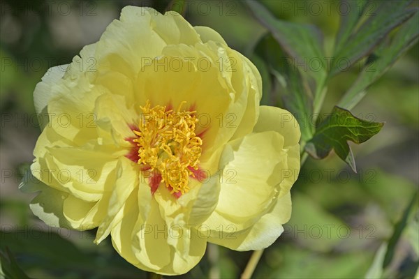 Tree Peony (Paeonia suffruticosa 'Gigh Noon')