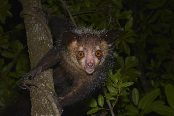 Aye-aye (Daubentonia madagascariensis)