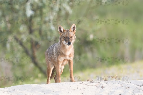 Golden jackal (Canis aureus)