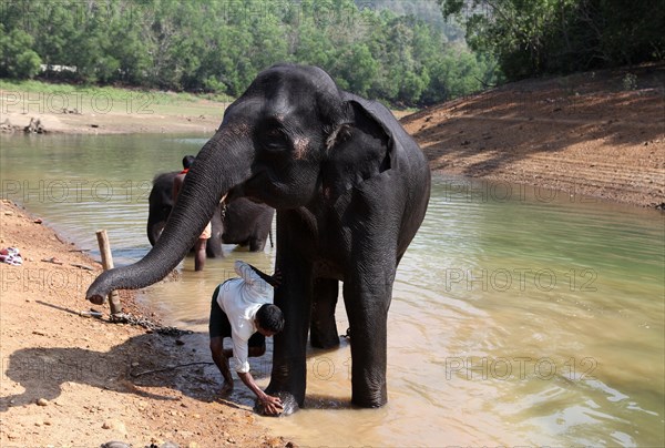 Mahout cleaning an Asian Elephant (Elephas maximus)