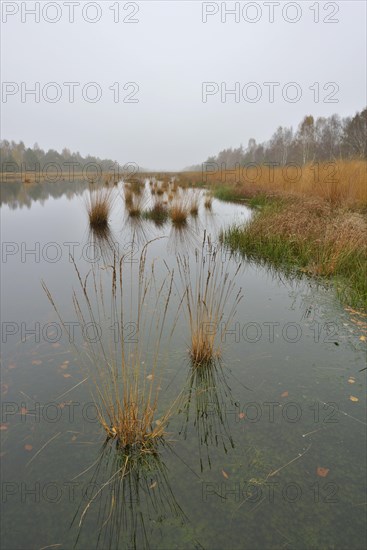 Renatured highmoor