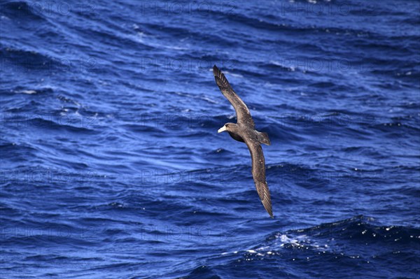 Giant Petrel (Macronectes giganteus)