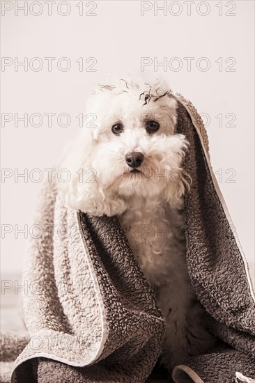 Dirty toy poodle wrapped in a towel
