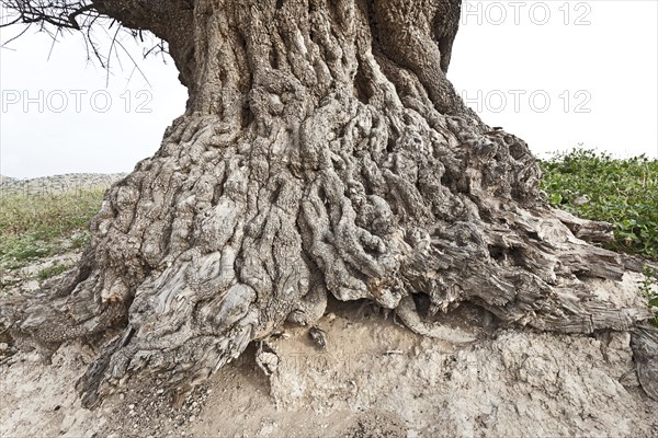 Argan (Argania spinosa)