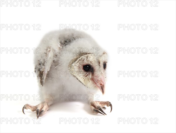 Barn Owl (Tyto alba)