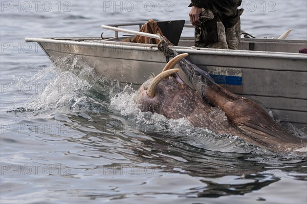 Walrus hunters