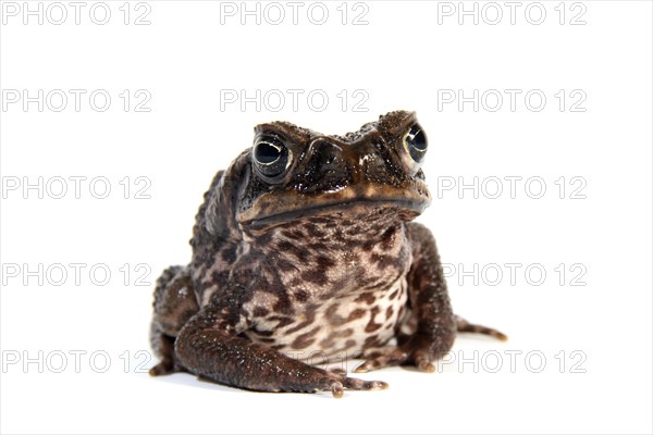 Cane Toad (Rhinella marina)