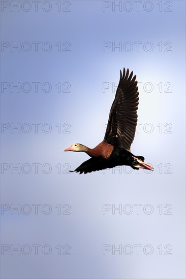 Black-bellied Whistling Duck (Dendrocygna autumnalis)