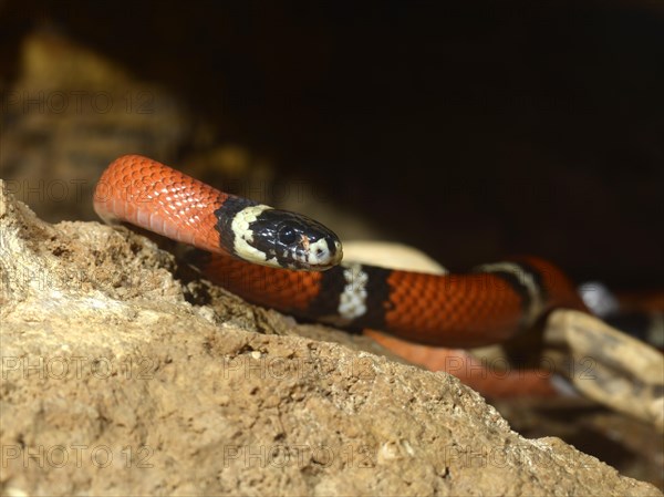 Scarlet kingsnake (Lampropeltis triangulum elapsoides)