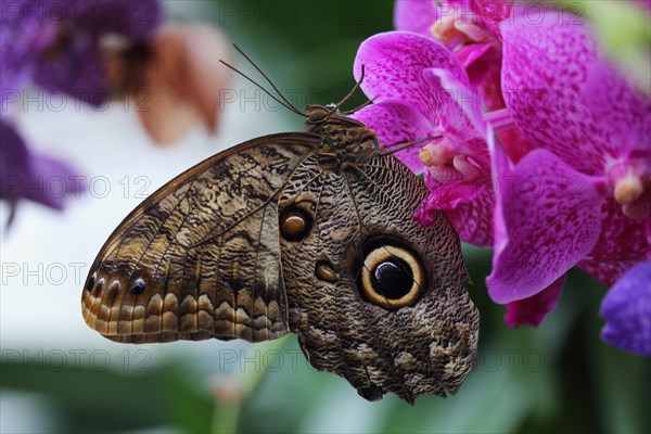 Forest Giant Owl Butterfly (Caligo eurilochus)