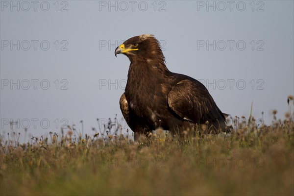 Steppe Eagle (Aquila nipalensis)