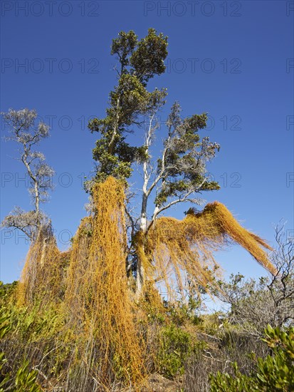 Tree in the Volcano National Park