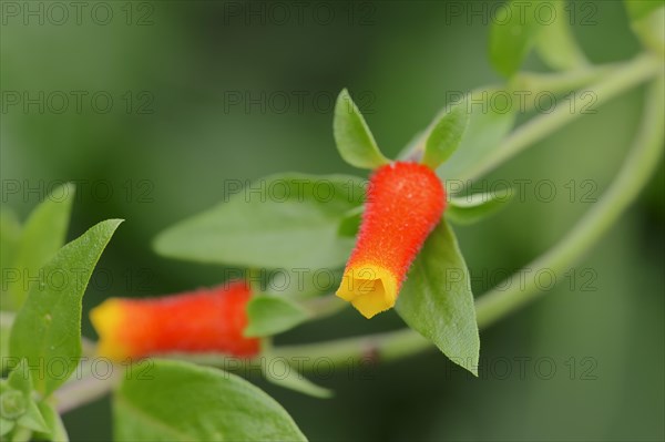 Candy Corn Vine (Manettia luteorubra