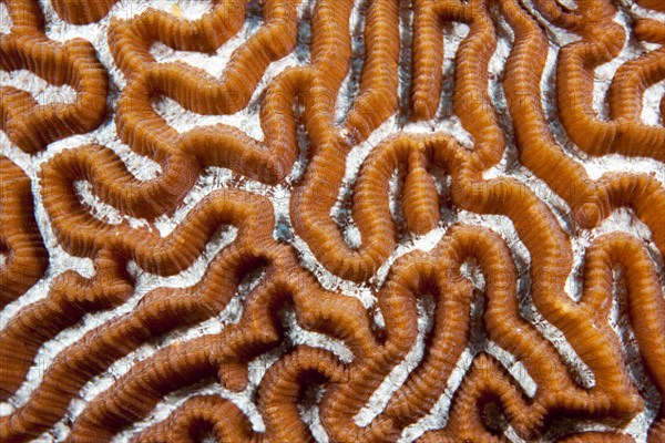 Brain Coral (Leptoria sp.)