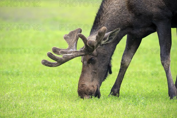 Moose (Alces alces)