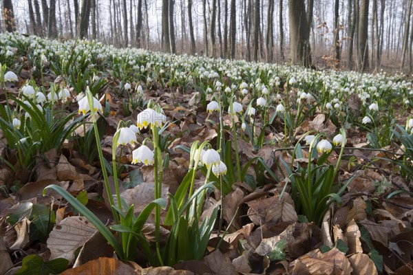 Spring Snowflakes (Leucojum vernum)