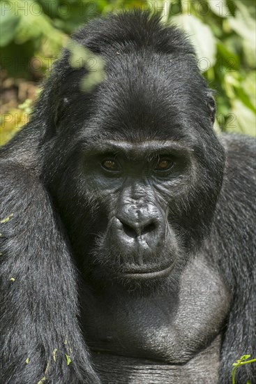 Mountain Gorilla (Gorilla beringei beringei)