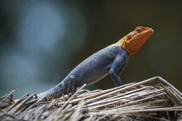 Common Agama (Agama agama)